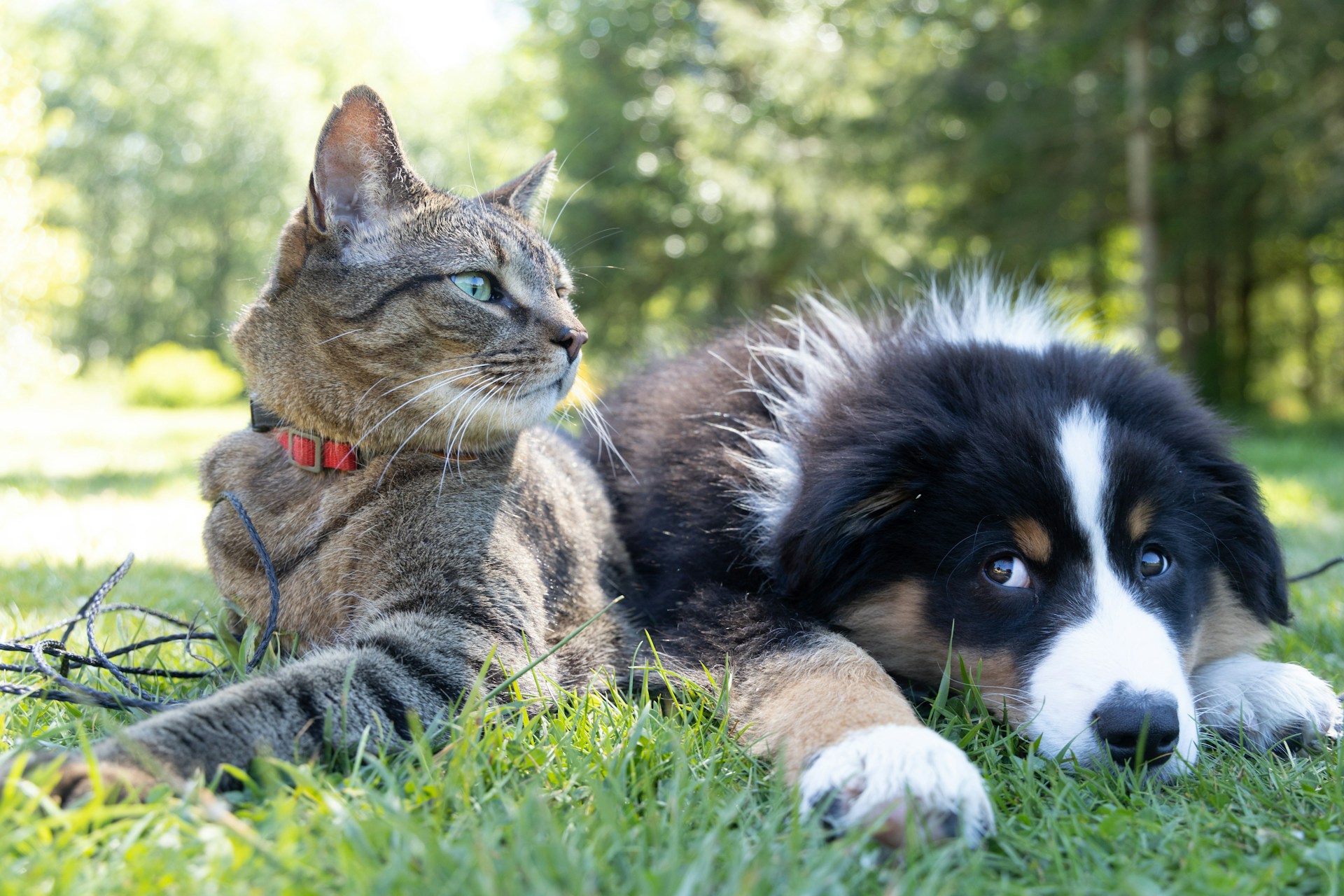 Finding Forever Homes: The Pawsitive Impact of Animal Rescue