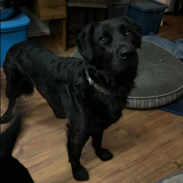 Duke