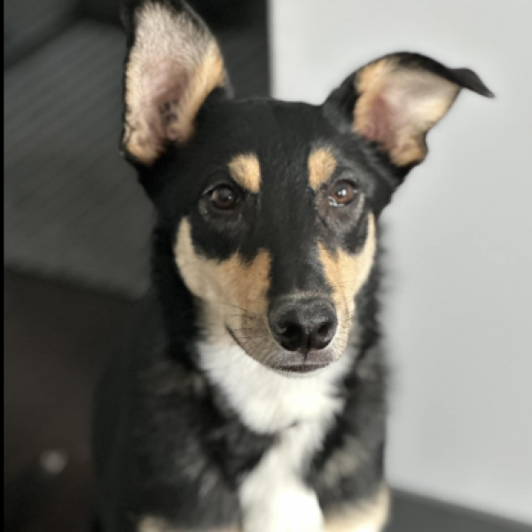belle 3