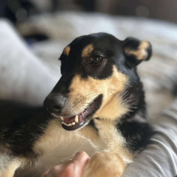 belle 4