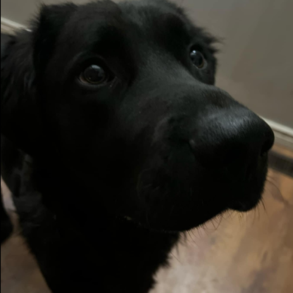 duke 2